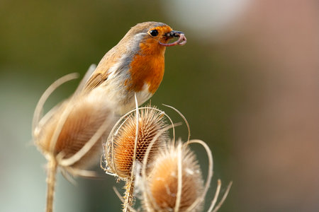 European Robin redbreast close up feeding perched on a teasel plant. Worms and bugs in its beak in nature. Early bird catches the wormの写真素材