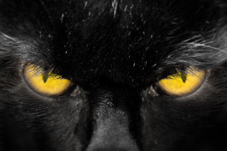 Beautiful amber cats eyes close up staring straight ahead. Black domestic cat animal faceの写真素材