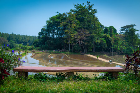 Discover rustic charm and tranquility with a wood bench seat amidst the scenic farm lands and picturesque paddy fields of Indonesia. Experience the serene beauty of nature in this idyllic setting.の写真素材