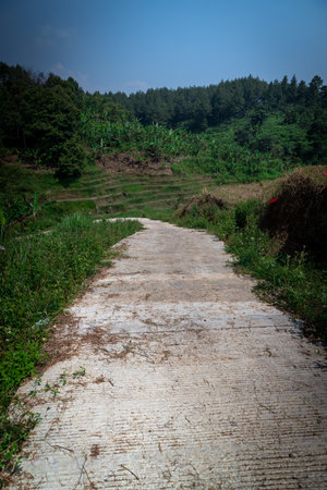 path way to paddy field in midday, indonesia, south east asiaの写真素材
