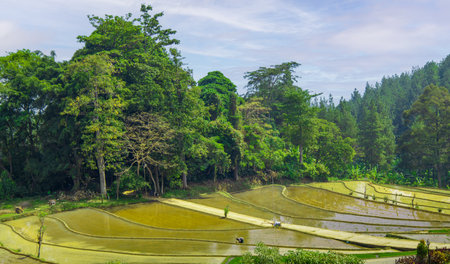 Lush green paddy fields, grass, trees, and clouds in a tranquil, rural landscape.の写真素材