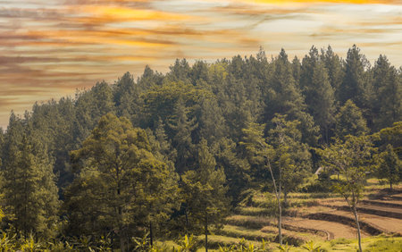 As the sun sets over Indonesia's enchanting landscapes, immerse yourself in the captivating beauty of a tropical farm and lush forest. Witness the vibrant colors and serene atmosphere of Asia's natural wonders.の写真素材