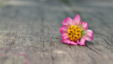 Colourful close up flower on wood Isolatedの写真素材