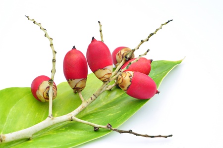 Isolated red Sealing wax palm fruits on green leafの写真素材