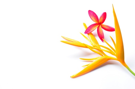 Heliconia Flower with red plumeria on white background Isolatedの写真素材