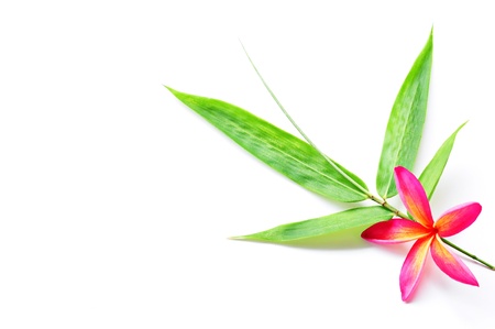 Red plumeria with bamboo leaf Isolated Red plumeria with bamboo leaf Isolated