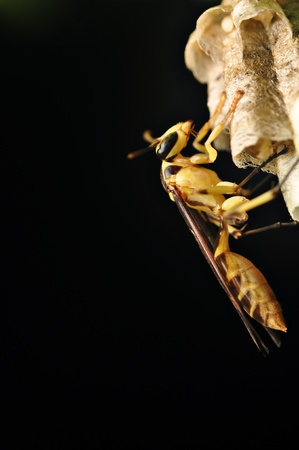 Inactive hornet at night and care the denの写真素材
