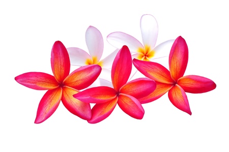Red and White Plumeria Isolatedの写真素材