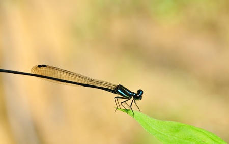 Beautiful Blue Line Dragon Fly の写真素材