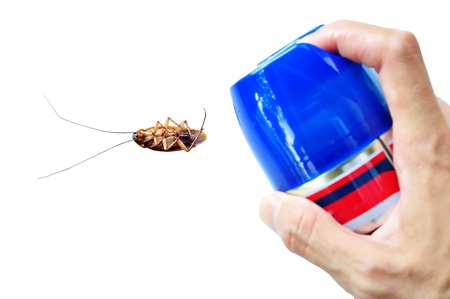 Pest Control by Spraying on Cockroach