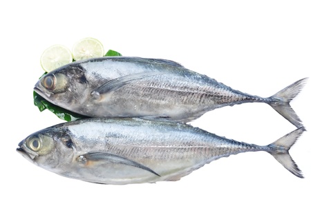 Fish Isolated On Whiteの写真素材