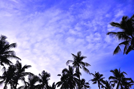 Beautiful blue sky and cocunut treeの写真素材