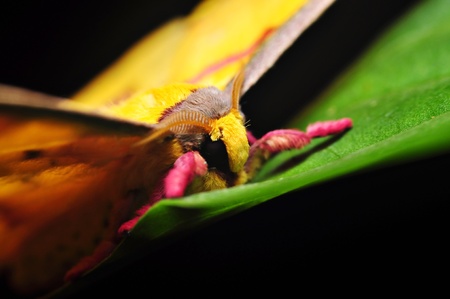 Colorful Yellow Moth Rest At Nightの写真素材