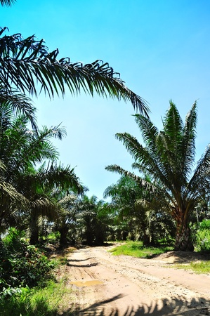 way to the oil palm plantationの写真素材