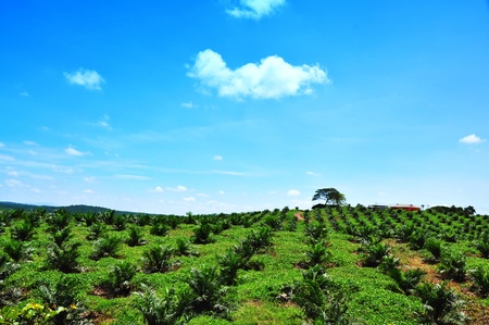 Views of palm oil plantations and trees resting place on hillの写真素材
