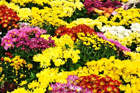 Various flowers in botanical gardenの写真素材