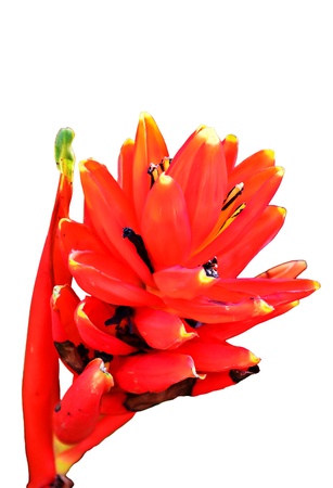 Beautiful red heliconia on white backgroundの写真素材