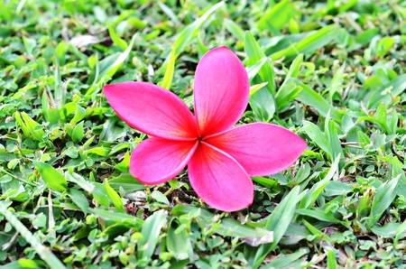 Single red plumeria on grassの写真素材