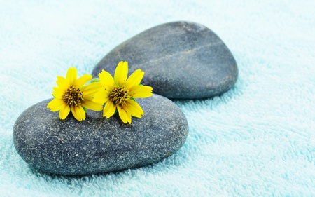Beautiful yellow daisy flower on stone spa conceptの写真素材