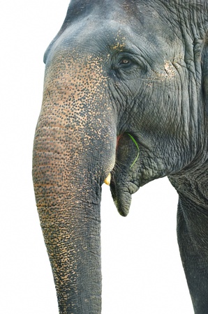 Close up elephant isolated on whiteの写真素材