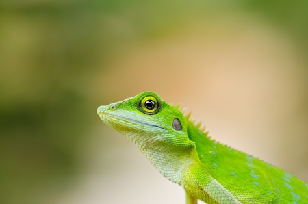 Beautiful green gecko lizardの写真素材