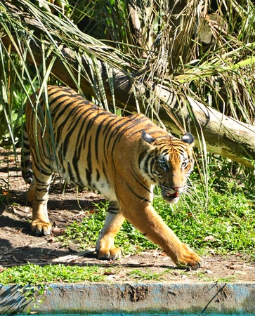 Tiger walking and faced something intresting