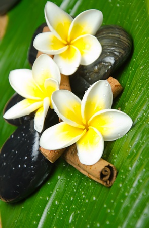 Spa treatment - White yellow plumeria and stoneの写真素材