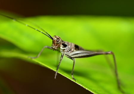 Macro   Cricket on green leafの写真素材