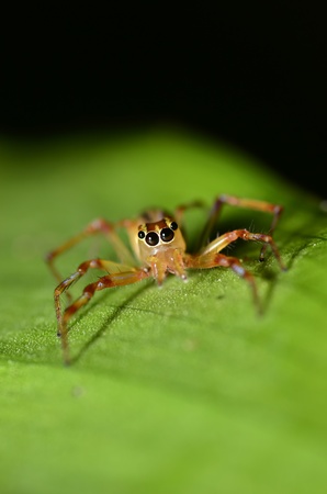 Macro : Spider at night hunting a mealの写真素材
