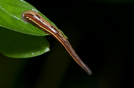 Macro of leech on green leaf