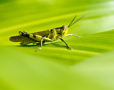 Macro of yellow grasshopper