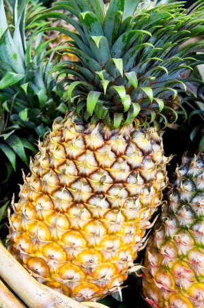 Tropical pineapples fruitの写真素材