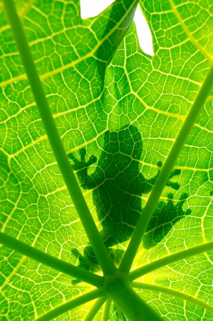 Silhouetted of frog on green leafの写真素材
