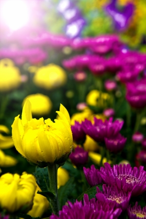 Gerber flowers tulip and morning sunlightの写真素材