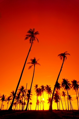 Silhouetted of coconut tree during sunsetの写真素材