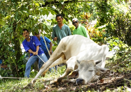 PAHANG, MALAYSIA - OKTOBER 26: Unidentified Malaysian Muslims help in slaughtering a cow during Eid Al-Adha Al Mubarak, the Feast of Sacrifice on Oktober 26, 2012 in Pahang, Malaysia. のeditorial素材