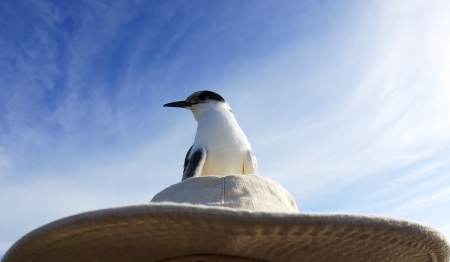 seagull resting on angler hatの写真素材