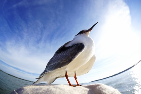 seagull resting on angler hatの写真素材