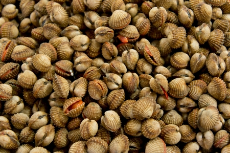 Fresh raw clams a market at Malaysia, Asia
