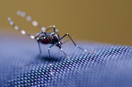 Aedes mosquito sucking blood on skin の写真素材