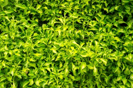 Fresh green leaf background 