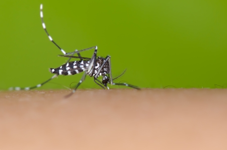 Aedes mosquito sucking blood on skinの写真素材