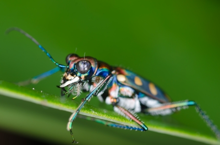 Macro of tiger beetle on green leaf at nightの写真素材