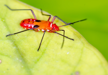 Macro of Red Cotton Steiner bug on green leaf at night