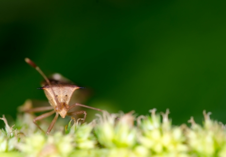 Macro of stinkybeetle on green leaf at nightの写真素材