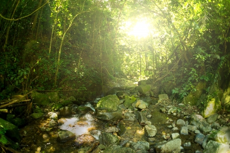 Nature rain forest