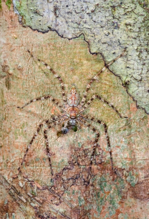 Macro of Hunstman spiderの写真素材