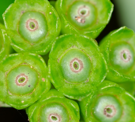 Close forest plant seed