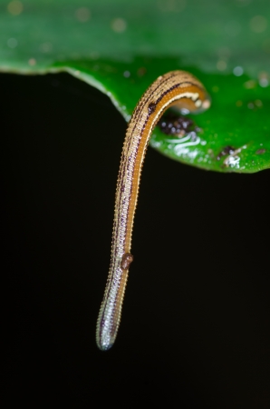 Macro leech on green leafの写真素材