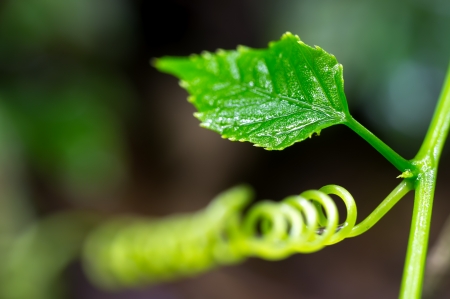 Curl leafの写真素材